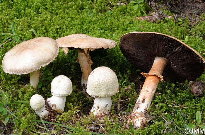 Agaricus excellens