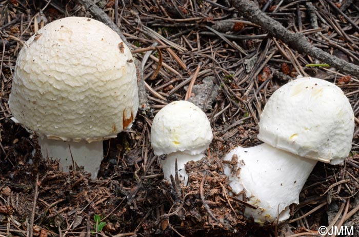 Agaricus excellens