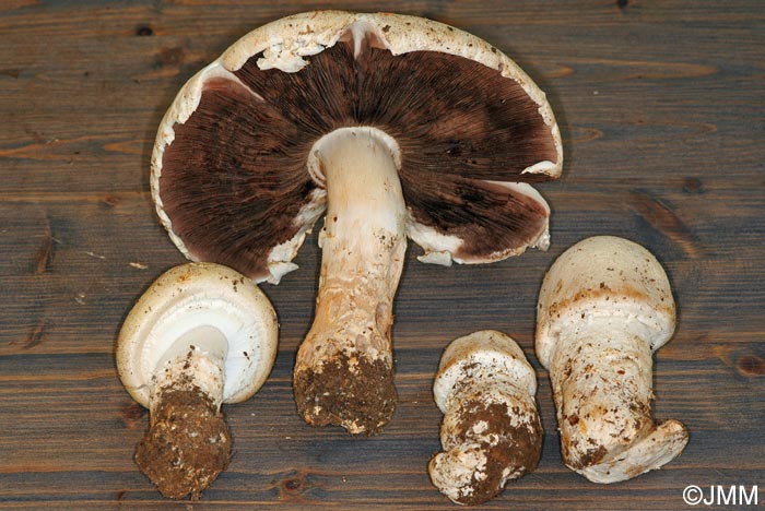 Agaricus excellens