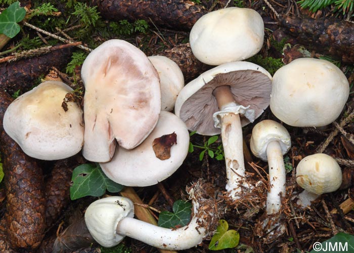 Agaricus silvicola = Agaricus sylvicola