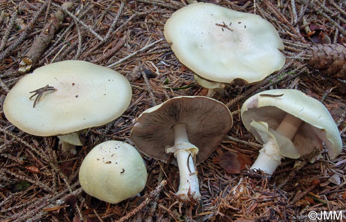 Agaricus silvicola = Agaricus sylvicola