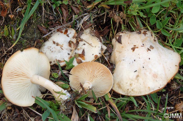 Clitocybe candicans