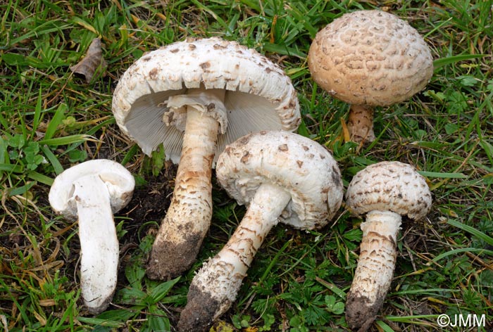 Amanita codinae = Saproamanita codinae