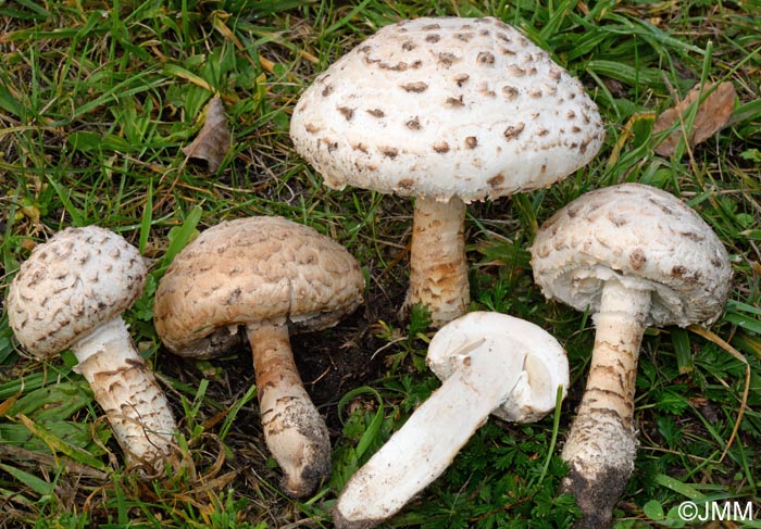 Amanita codinae = Saproamanita codinae