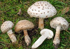 Amanita codinae
