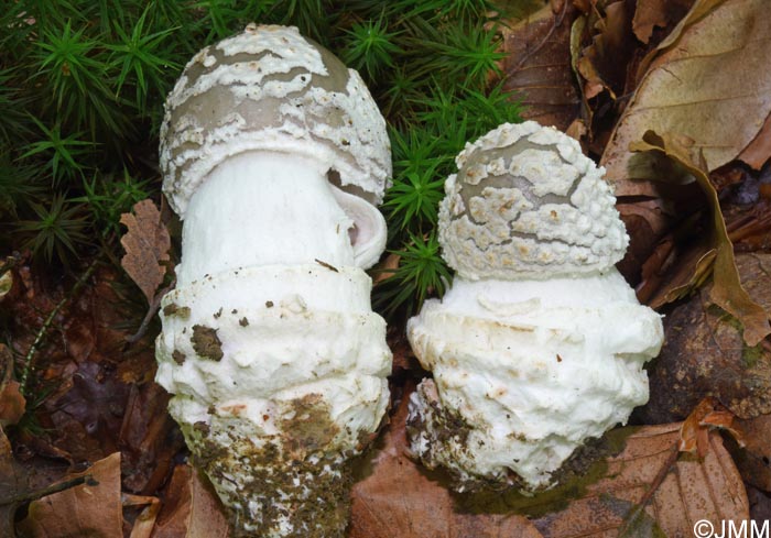 Amanita excelsa var. valida