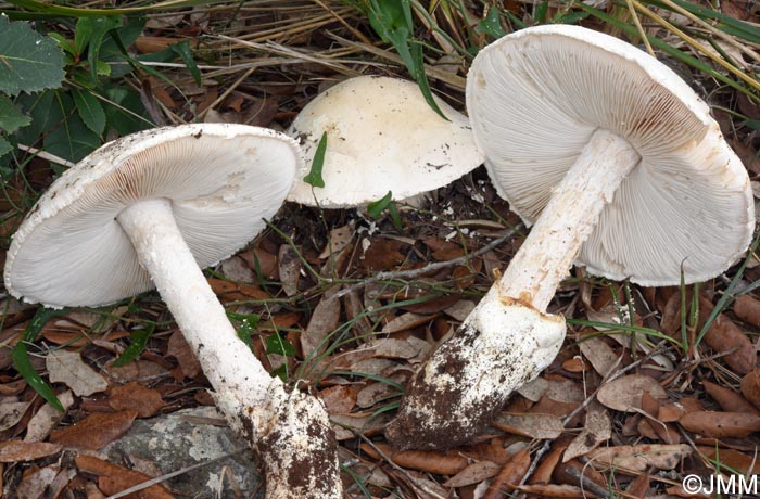 Amanita ovoidea