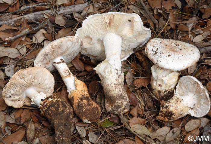 Amanita ovoidea & Amanita proxima