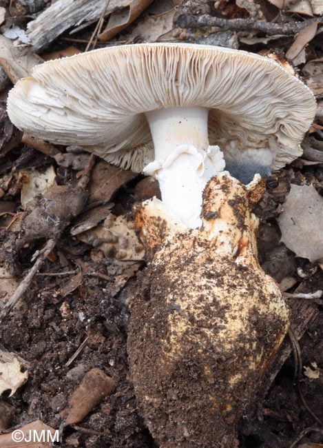 Amanita proxima