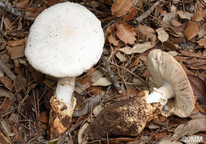 Amanita proxima