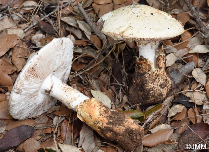 Amanita proxima