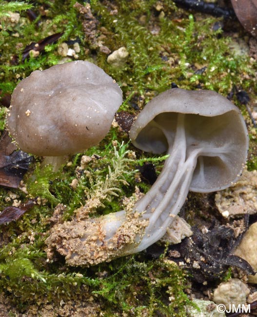 Helvella phlebophora