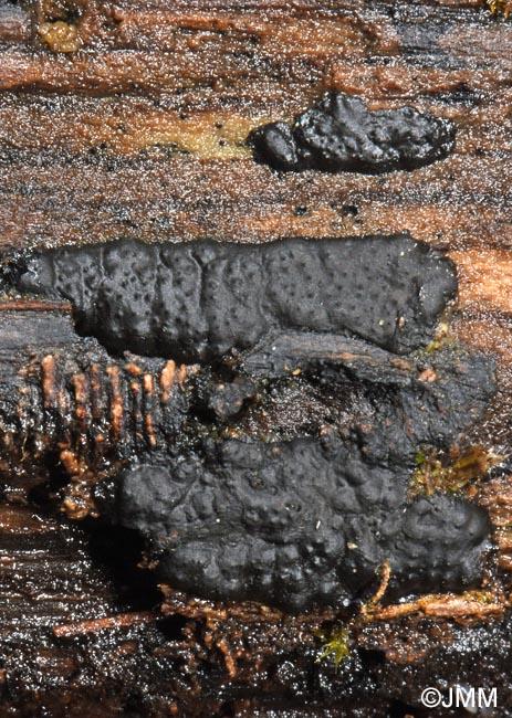 Biscogniauxia mediterranea = Hypoxylon mediterraneum