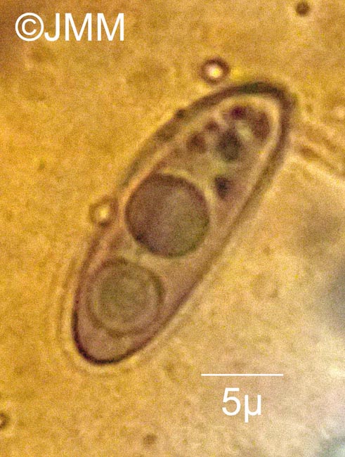 Biscogniauxia mediterranea = Hypoxylon mediterraneum