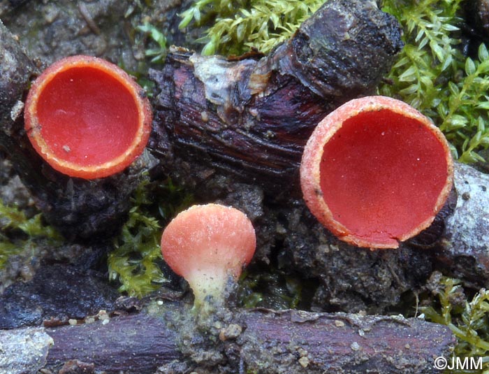 Sarcoscypha coccinea