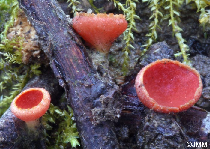 Sarcoscypha coccinea