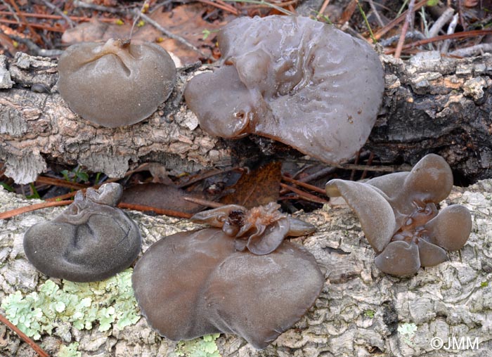 Auricularia auricula-judae