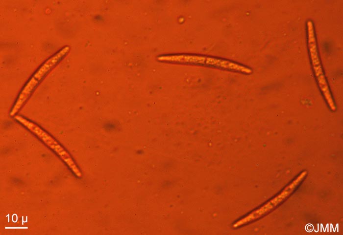 Bertia moriformis : spores
