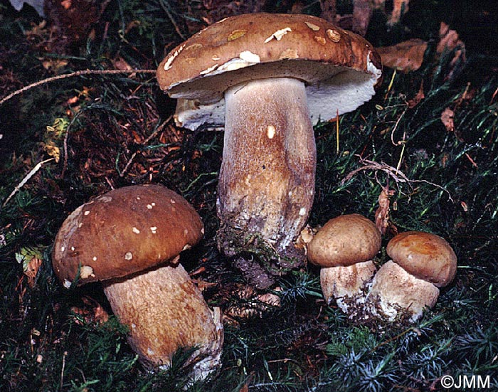 Boletus aestivalis = Boletus reticulatus