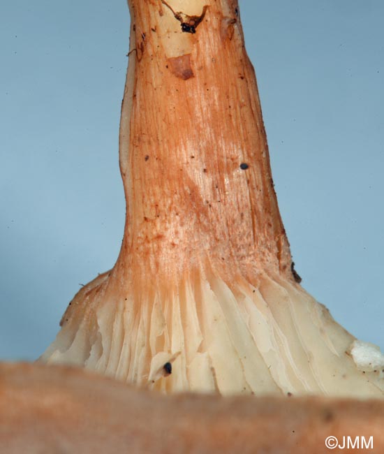 Bonomyces arnoldii = Clitocybe arnoldii