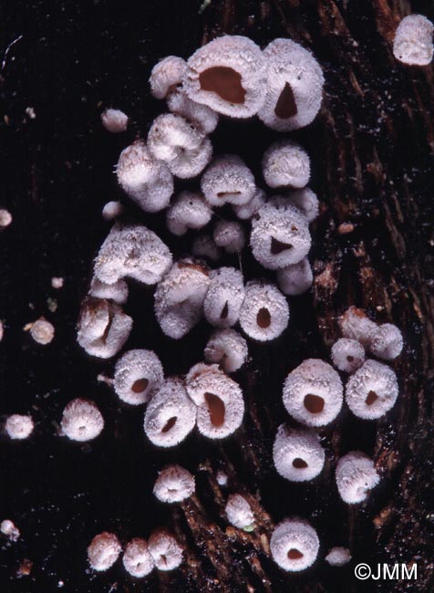 Calathella eruciformis