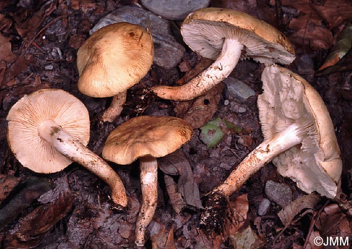 Chamaemyces fracidus