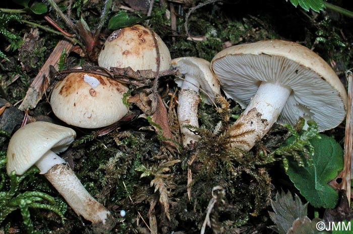 Chamaemyces fracidus