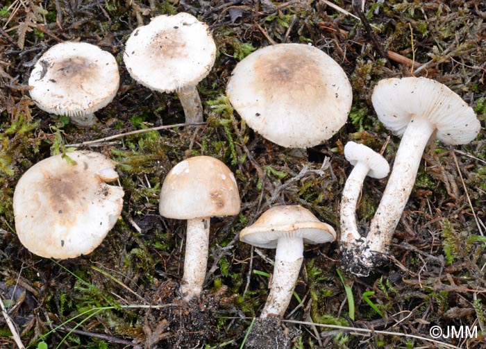 Chamaemyces fracidus