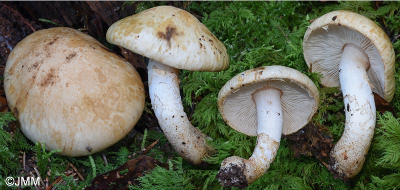 Chamaemyces fracidus