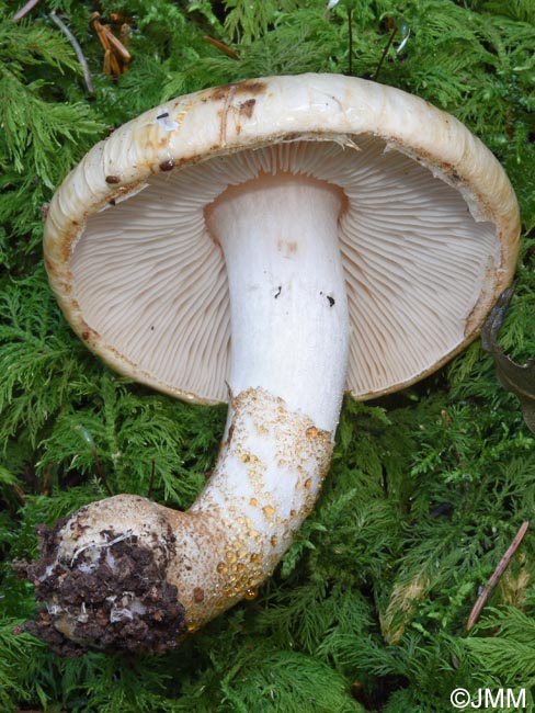 Chamaemyces fracidus