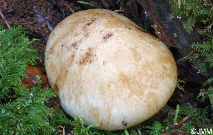 Chamaemyces fracidus