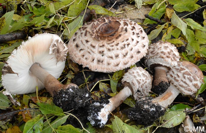 Chlorophyllum rhacodes