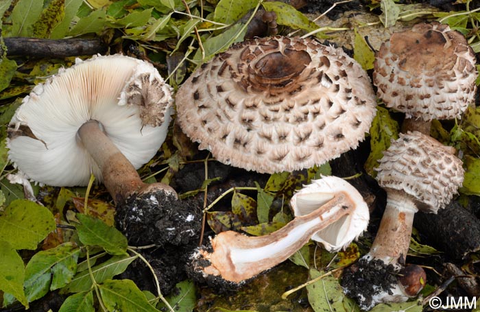 Chlorophyllum rhacodes