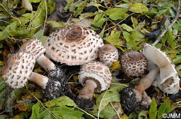 Chlorophyllum rhacodes