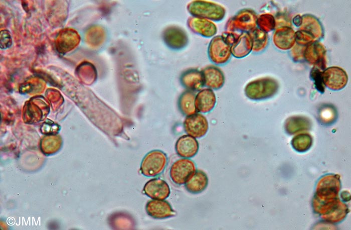 Chromocyphella muscicola : spores et basides