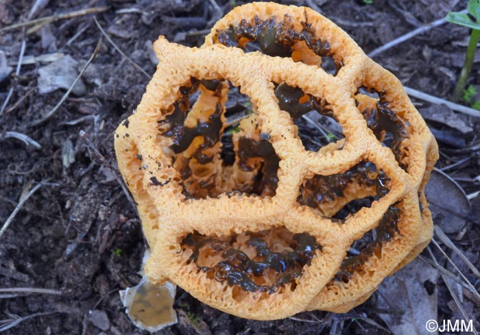 Clathrus ruber f. orange