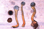 Tolypocladium longisegmentum = Cordyceps longisegmentis
