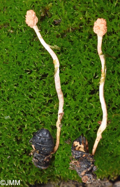 Ophiocordyceps ditmarii