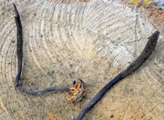 Ophiocordyceps ravenelii