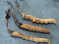Ophiocordyceps sinensis