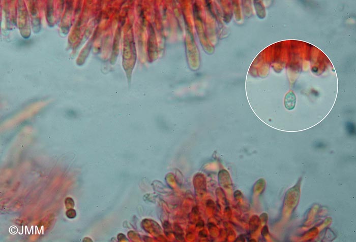 Clitocybe pruniodora : basides bisporiques