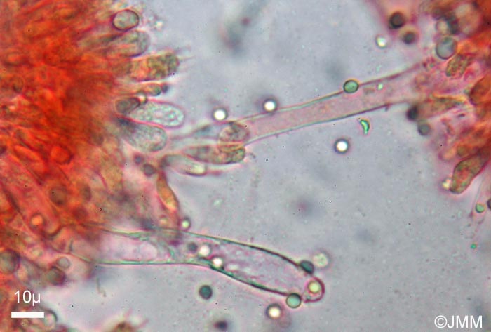 Clitocybula abundans
