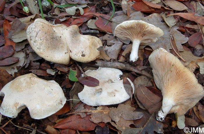 Clitopilus cystidiatus