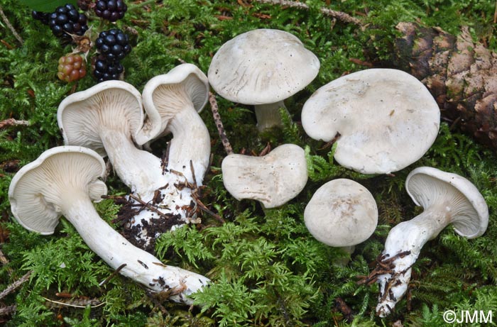 Clitopilus prunulus