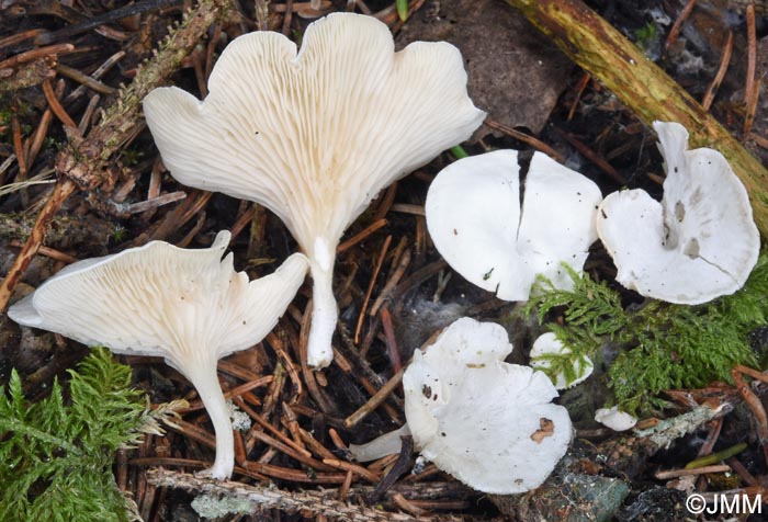 Clitopilus scyphoides