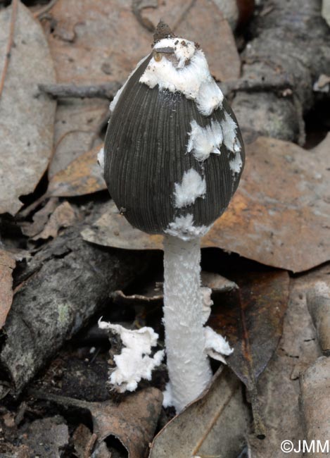 Coprinus picaceus