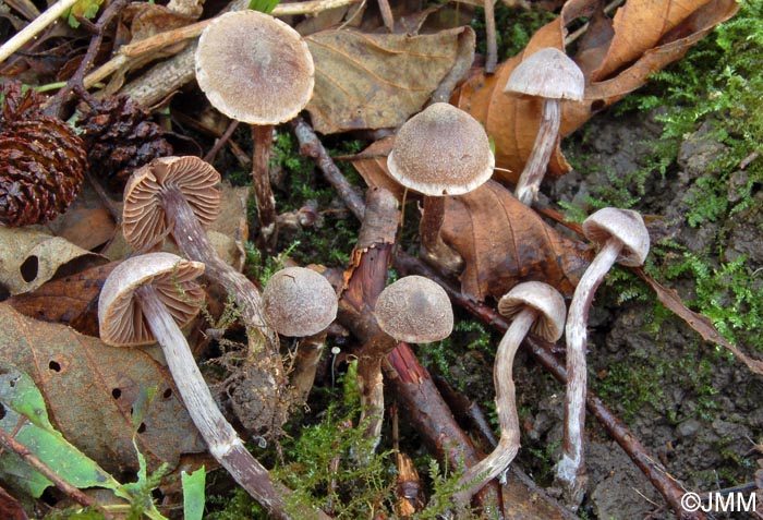 Cortinarius alnetorum