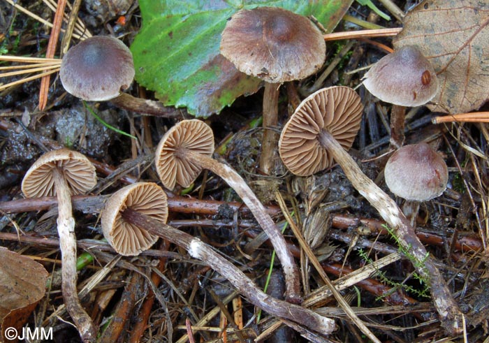 Cortinarius alnetorum