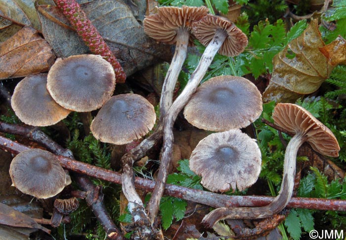 Cortinarius alnetorum