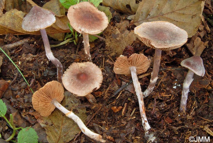 Cortinarius alnetorum